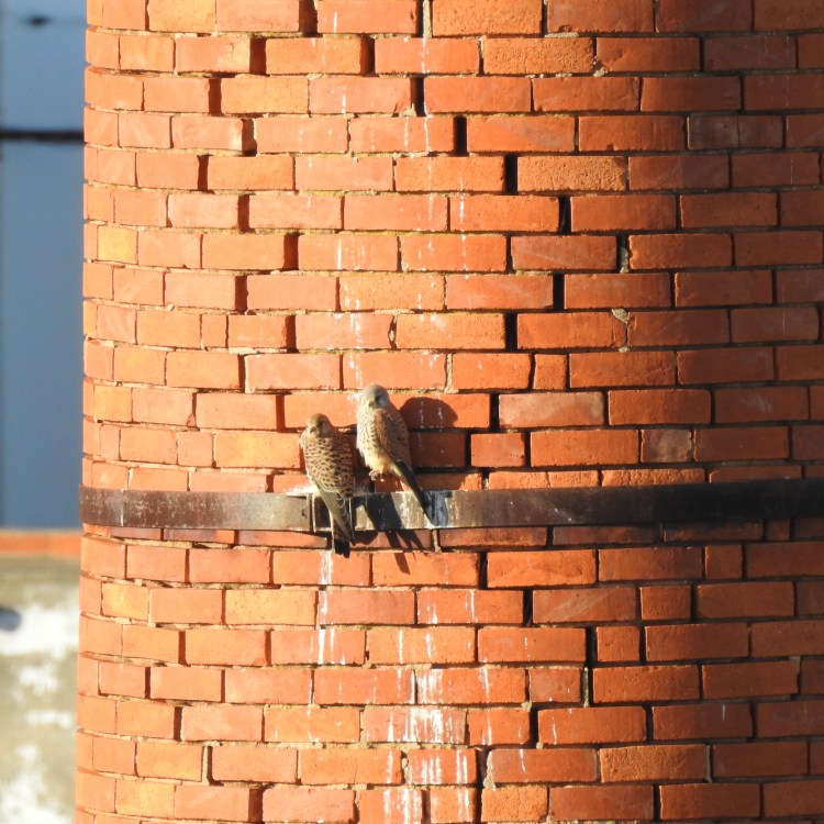 Pointy beaks, sharp talons and jagged bricks
