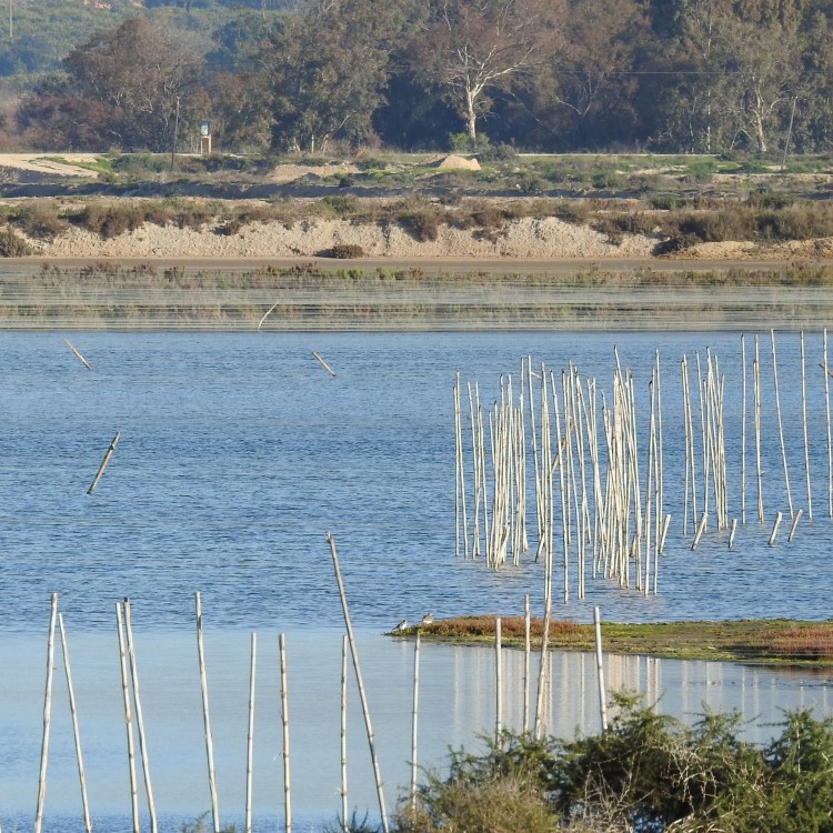 Don't look like spikes close up!