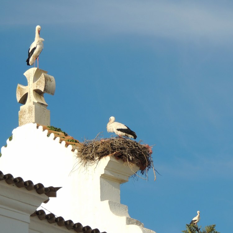 Three storks