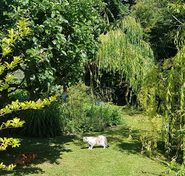 The arrival of our uninvited visitor, can you spy Septimus?