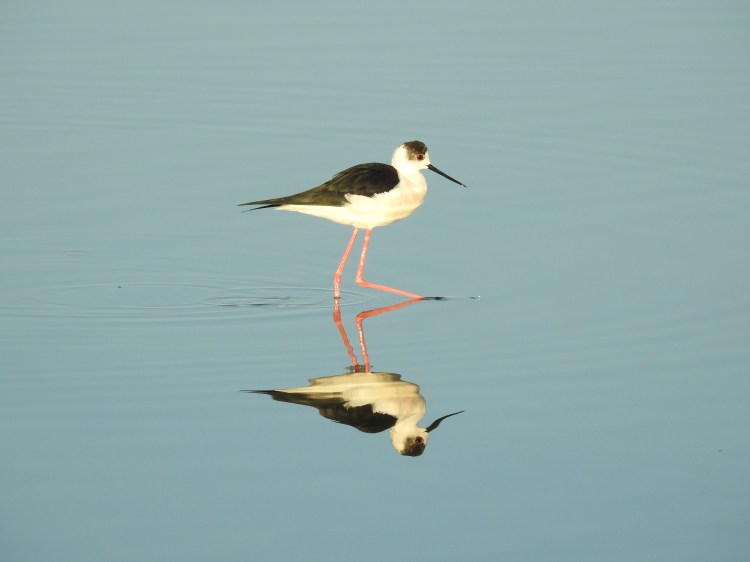 Black Winged Stilts