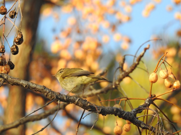 Chiff Chaff