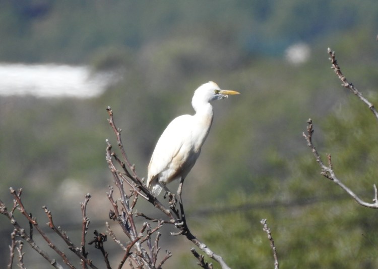 Cattle Egret