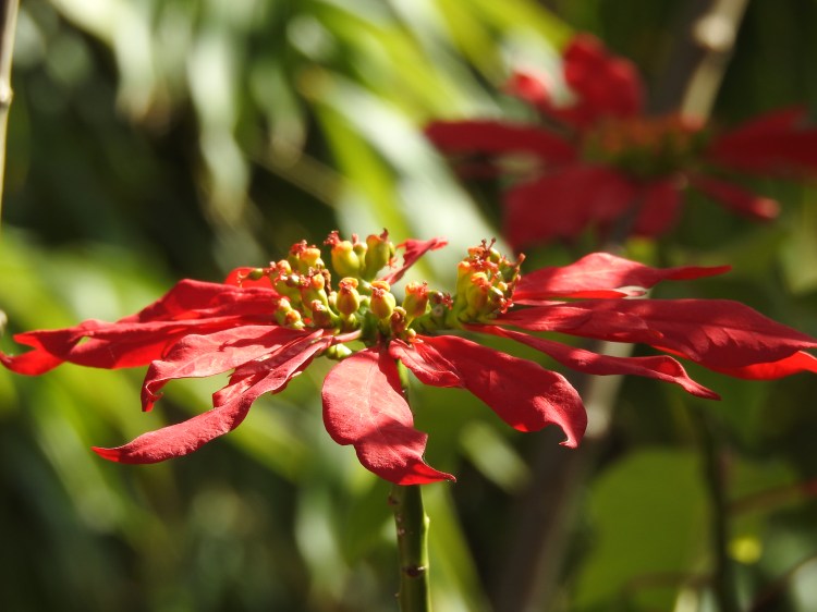 Poinsettia