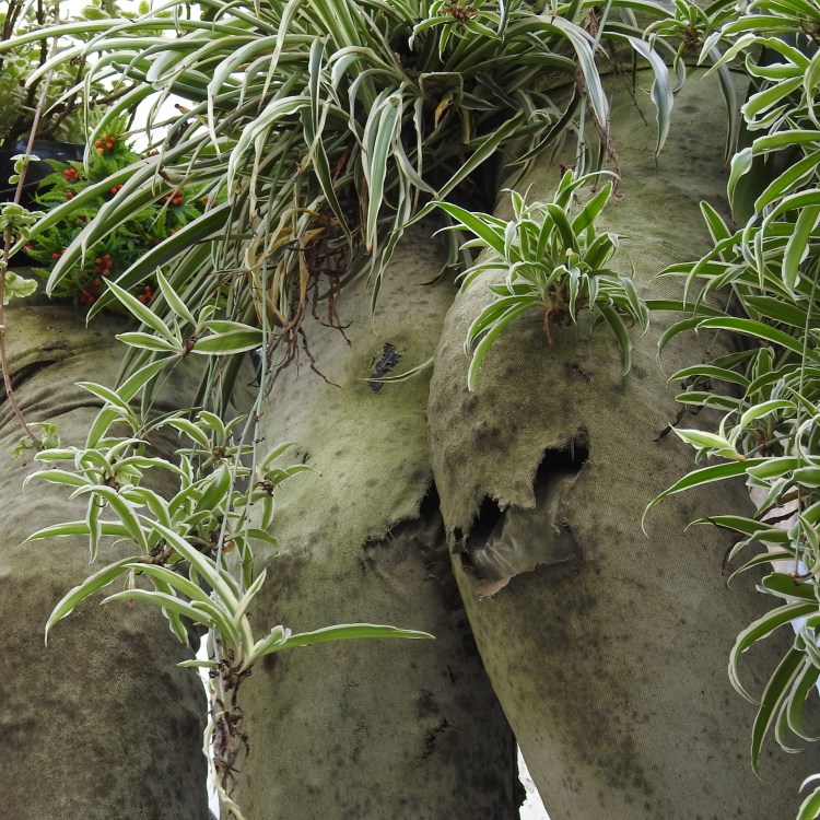 Balcony boxes in Alentejo
