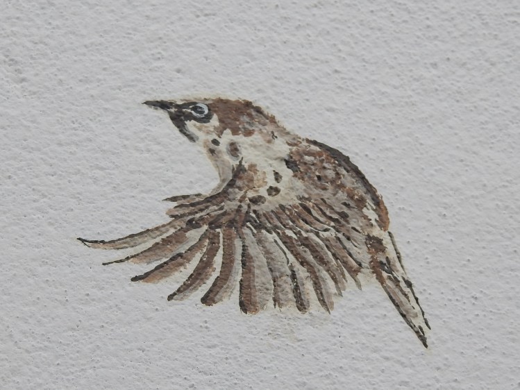 Wall Sparrow