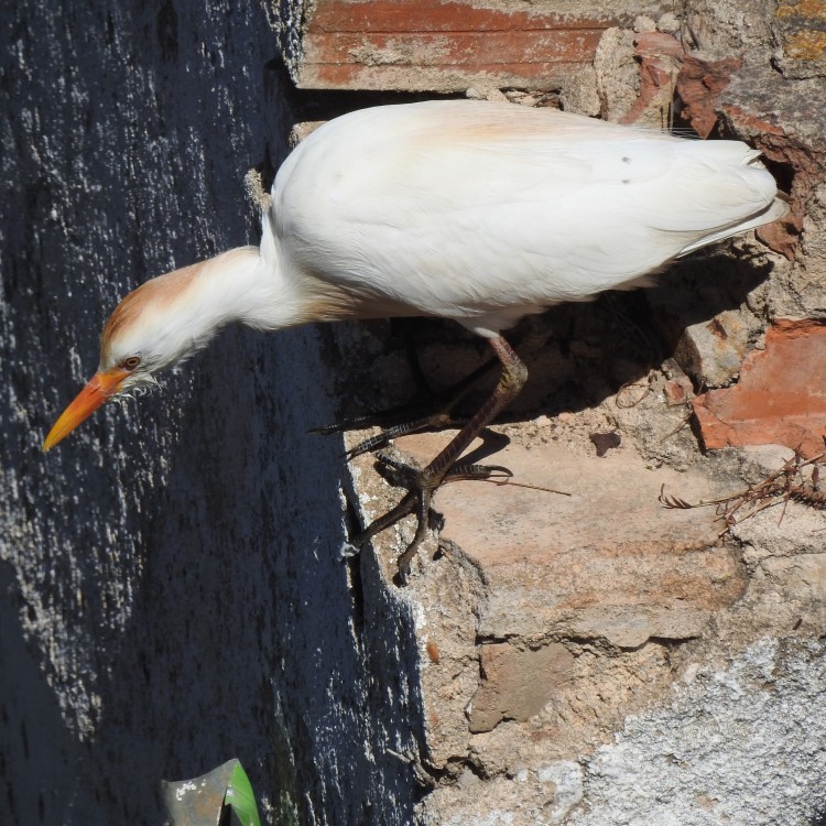 Cattle Egret on the wall
