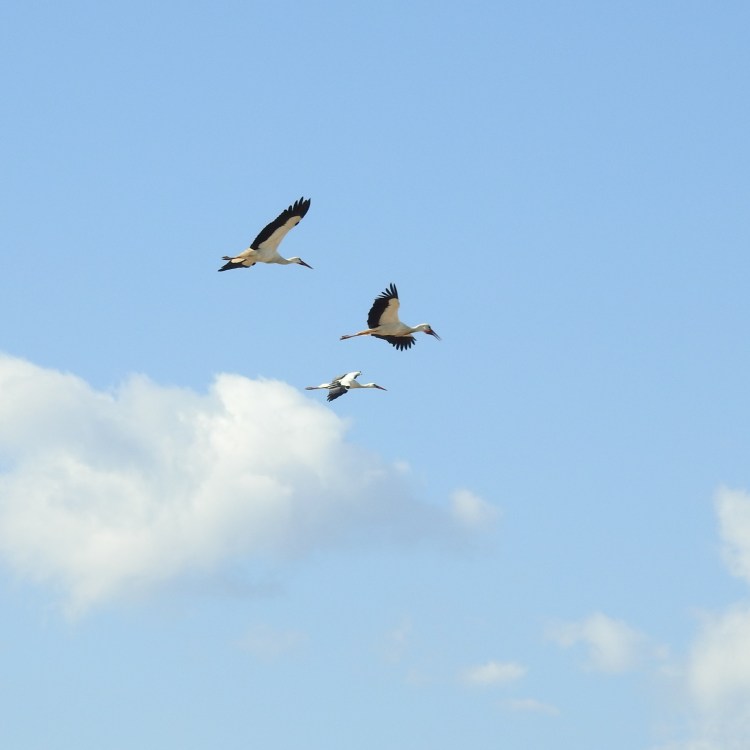 Storks in flight