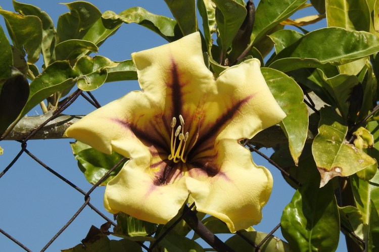 An Algarvian unknown