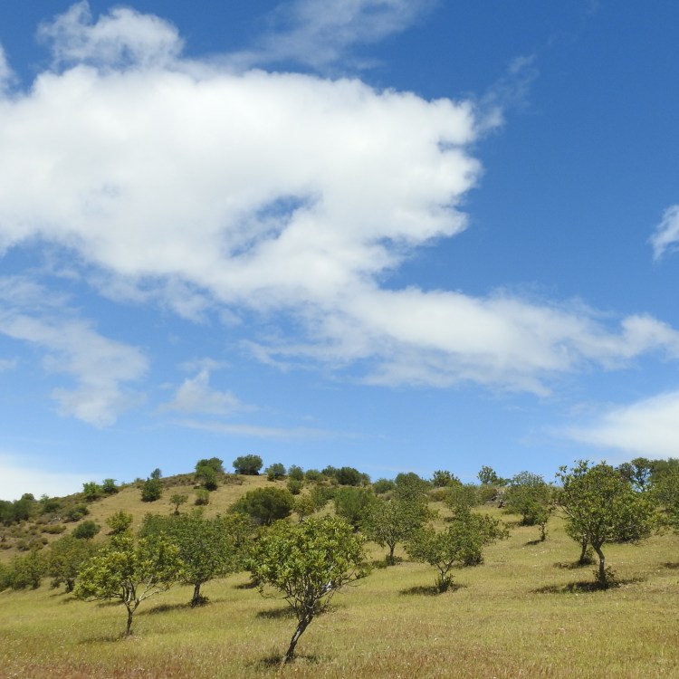 Olive trees under blue skies