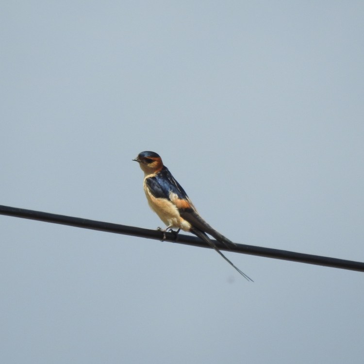 Swallow on a wire