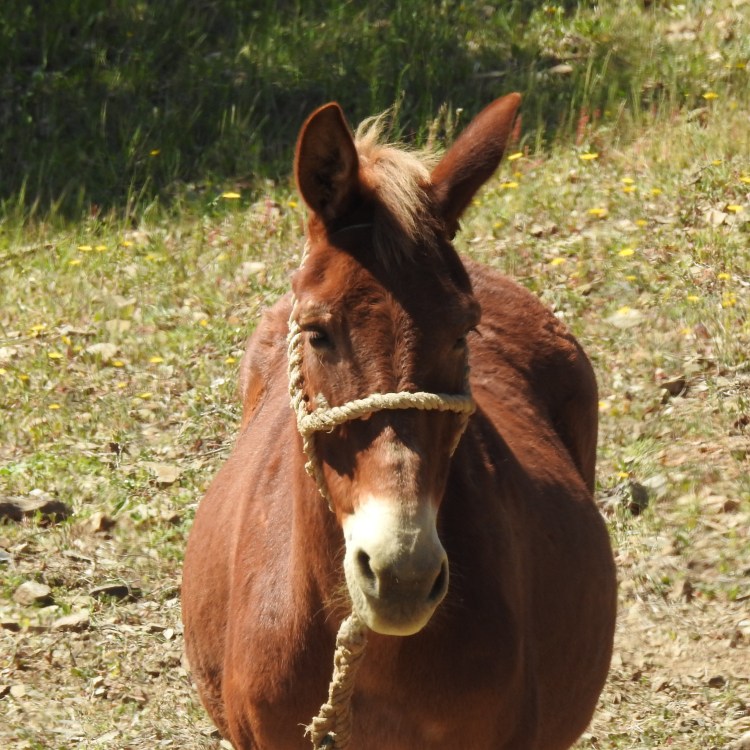 Algarvian Horse