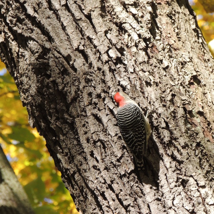 Woodpecker in Pittsburgh