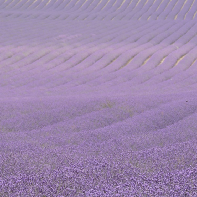 Kent Lavender