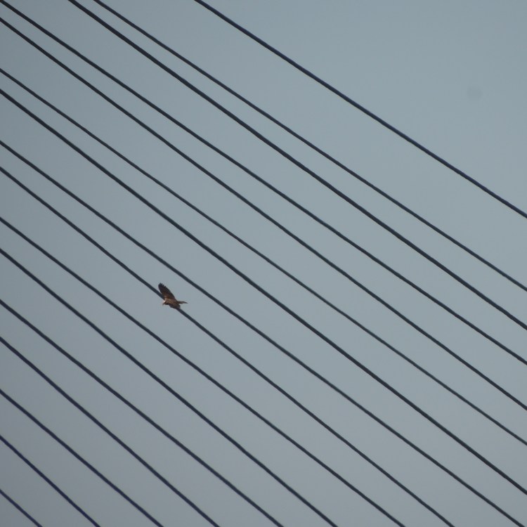 Osprey above or below diagonal lines