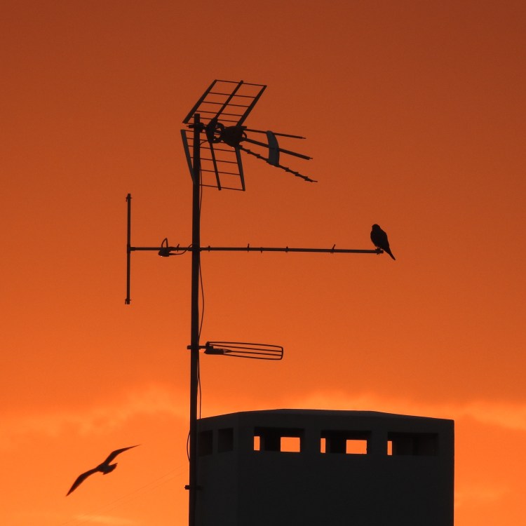 Kestrel at Sunset