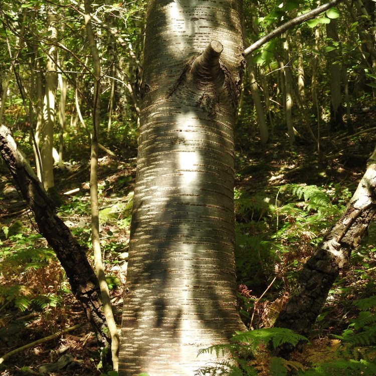 Silver Birch Bark in Wales