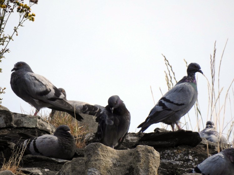 Pigeons in Wales