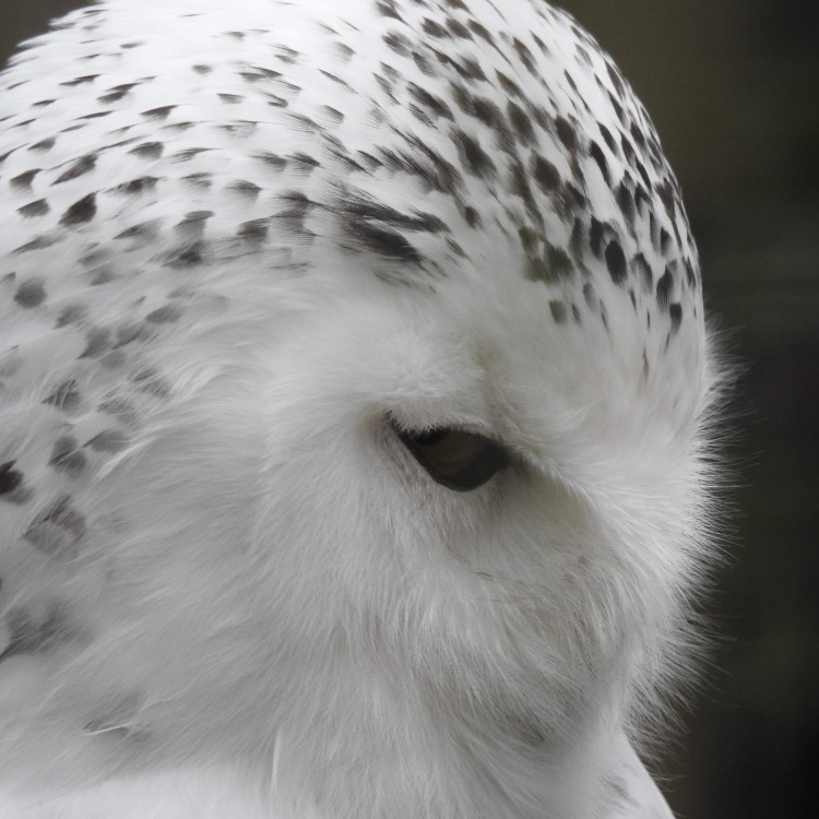 Snowy Owl at Hawk Conservancy Trust, Hampshire