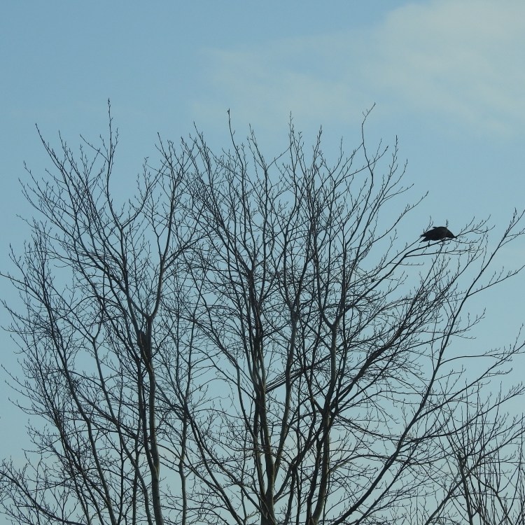 Crow with Sparrowhawk