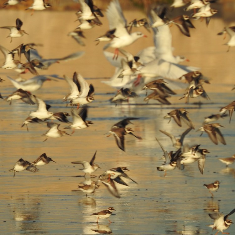 Wader Flight at Twilight