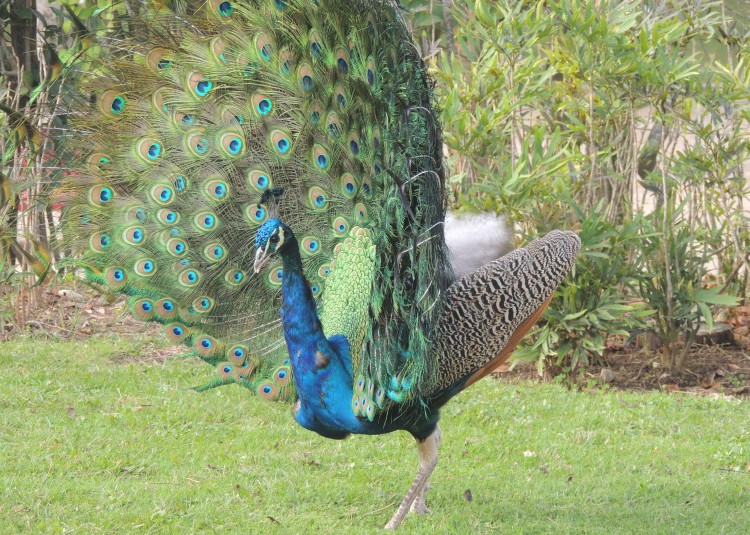 Peacock Side View
