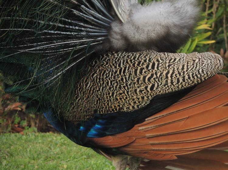 Peacock Bottom