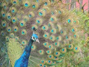 Peacock