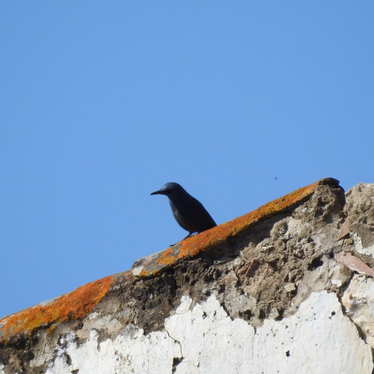 Blue Thrush in Top of Roof