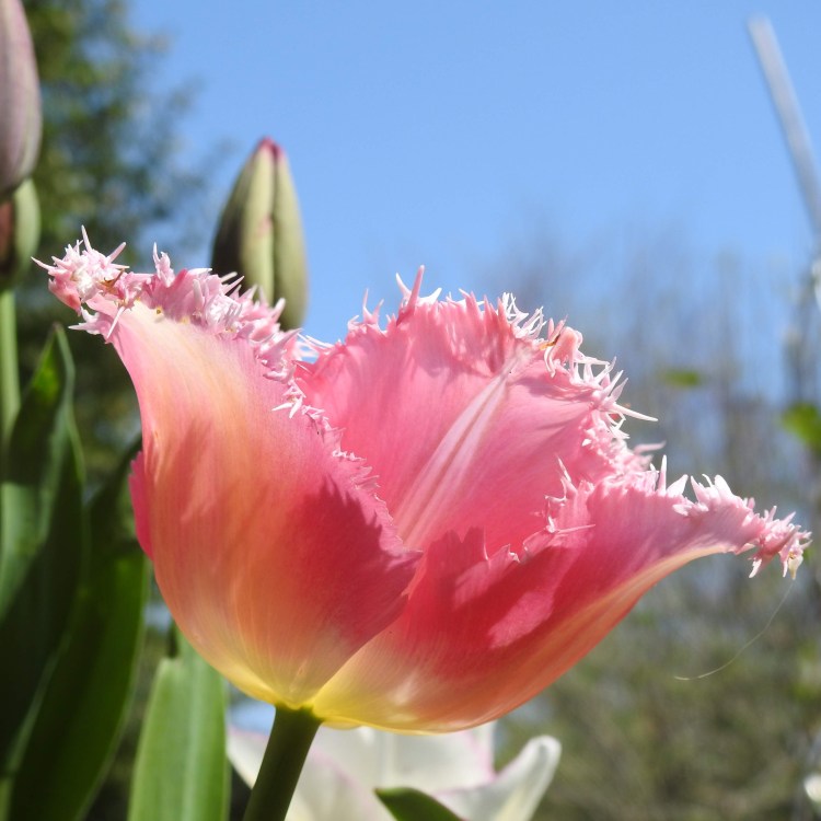 Square Tulip