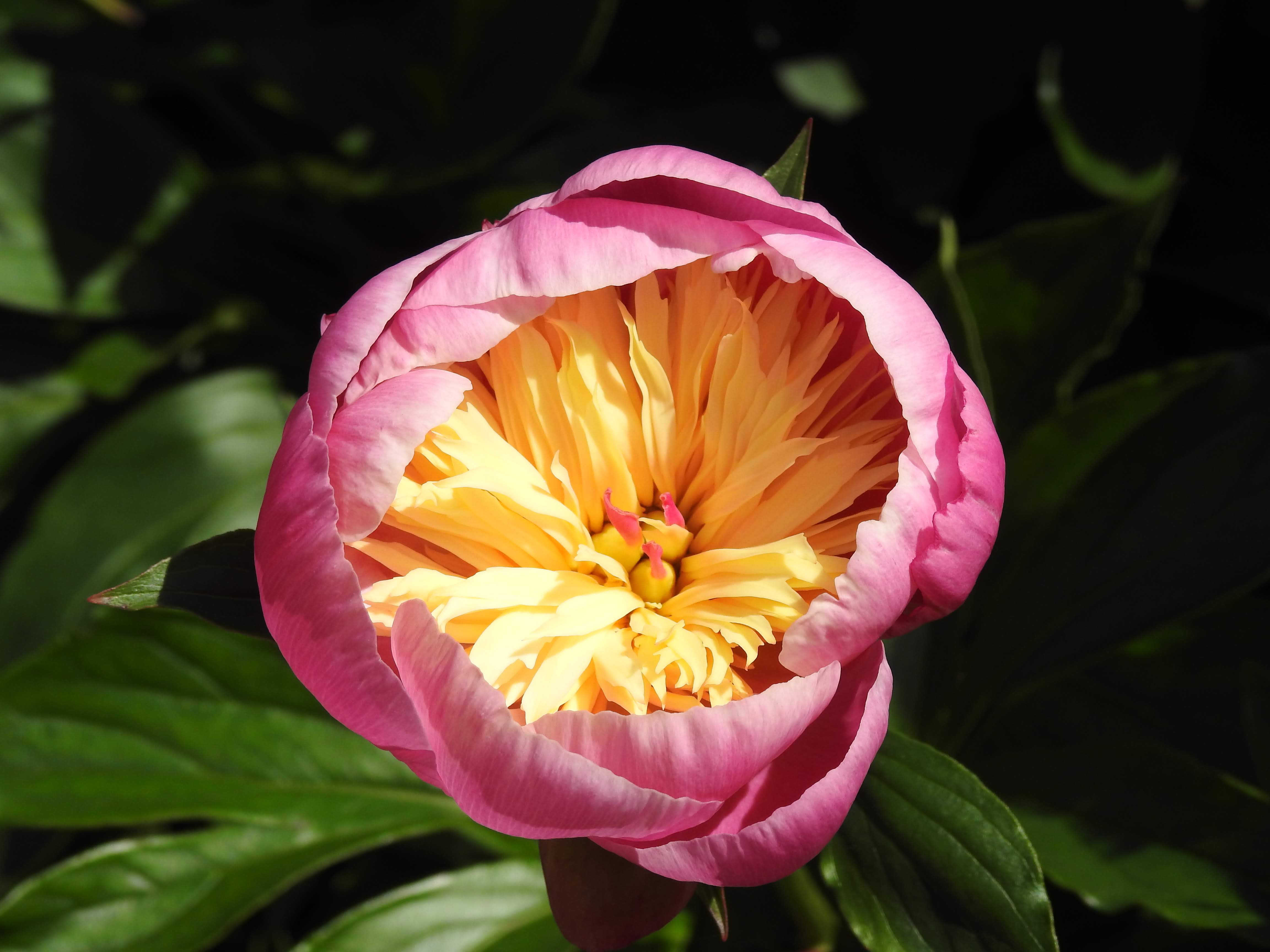 Common Peony