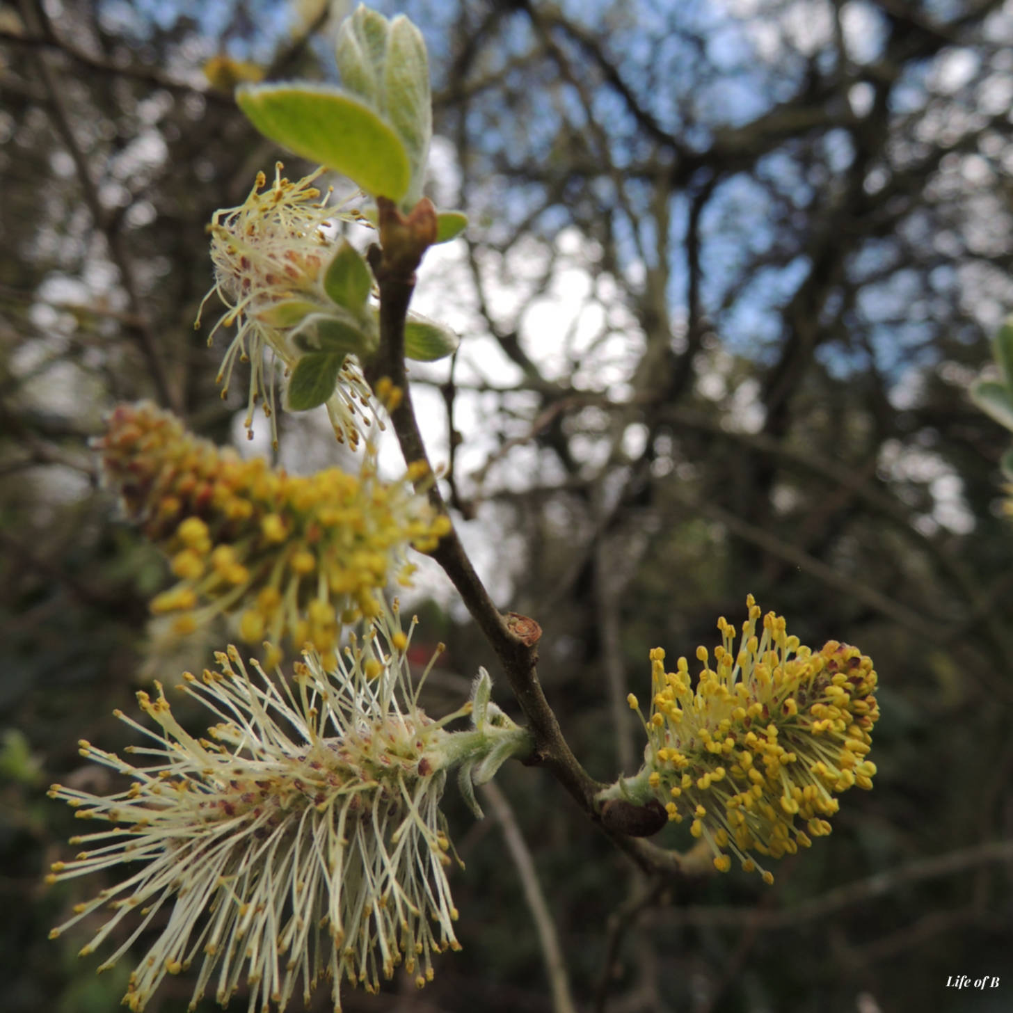 Spring – The life of B