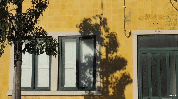 The shadow of a&nbsp;tree