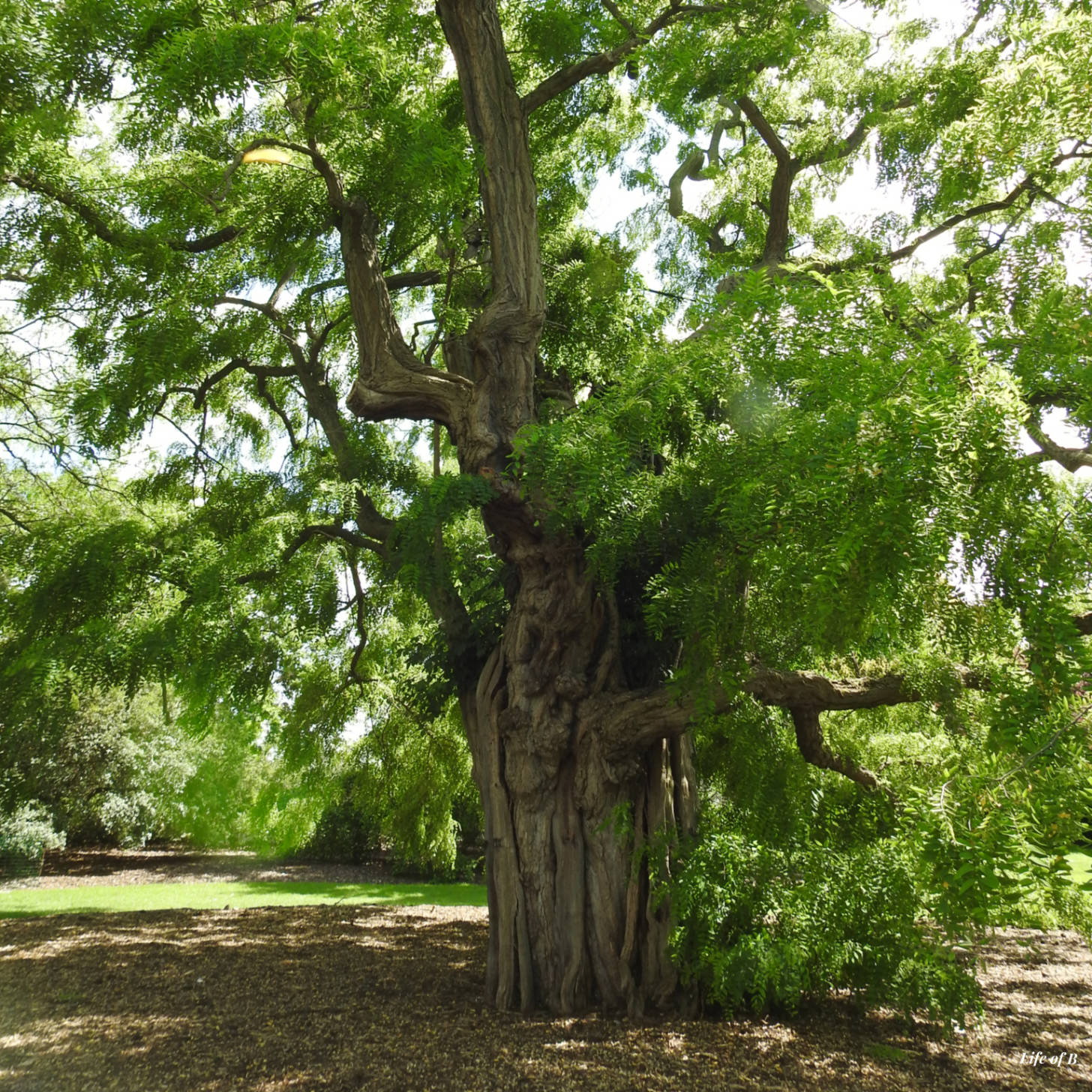 Machis Tree ‘Loveliest of Trees’ – The life of B