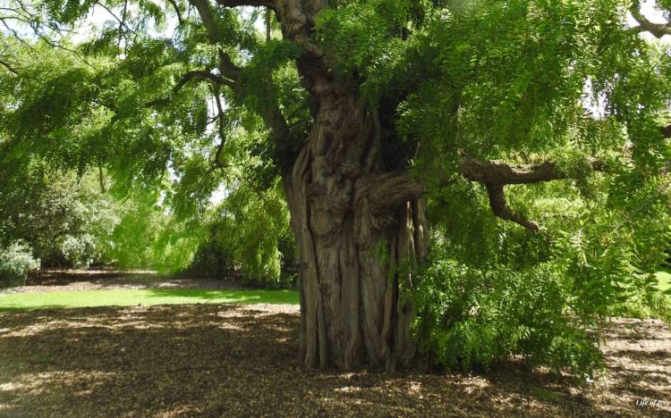 ‘Loveliest of Trees’