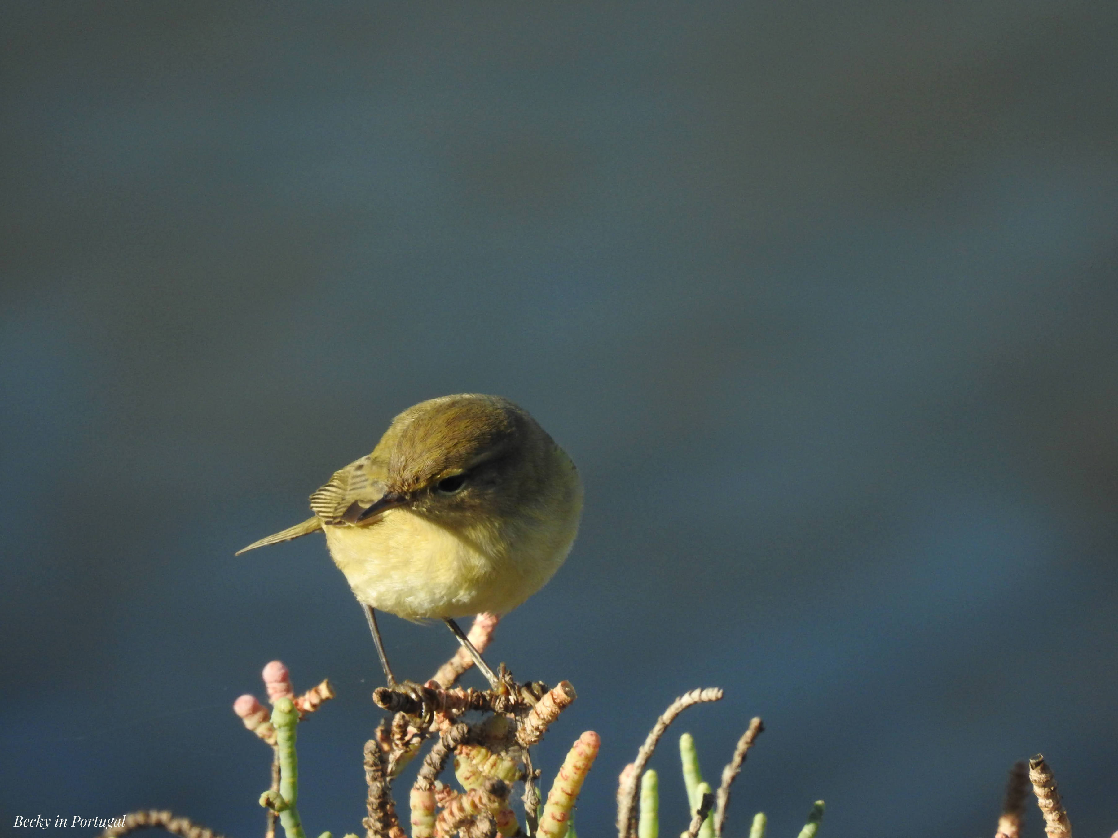 Chiffchaff perched on a shrub with the dark blue of the sea behind