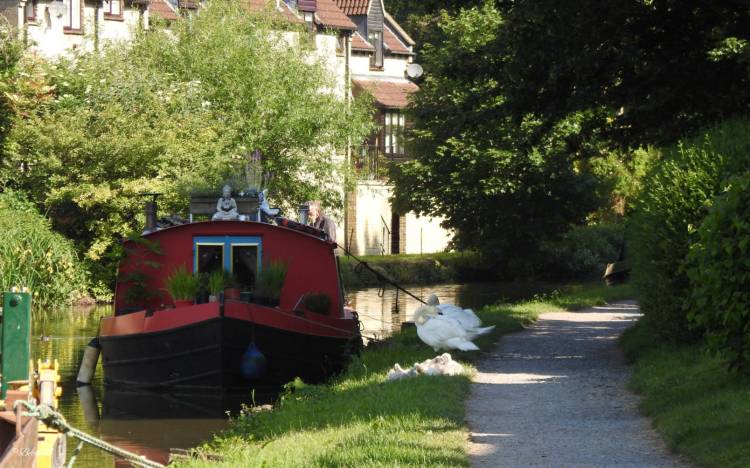 Squares & Swans&nbsp;Renew